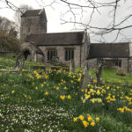 Penallt Old Church with Daffodils